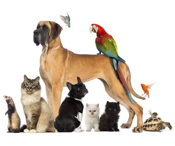 Win Pet Sweepstakes & Giveaways
